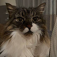 Candy joined the competition — help win amazing prizes! cat, close_up, curious, domestic_animal, ears, eyes, feline, fluffy, indoor, lamp, long_fur, mesh_background, nose, pet, portrait, sitting, soft_lighting, tabby, whiskers, white_fur