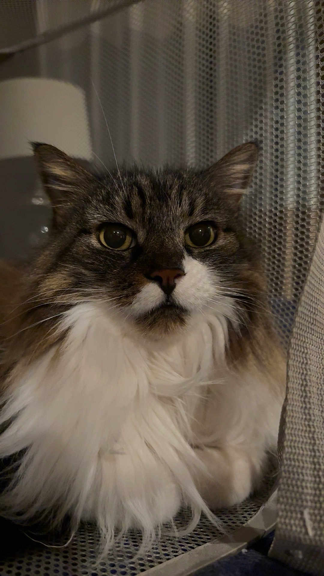 Candy joined the competition — help win amazing prizes! cat, close_up, curious, domestic_animal, ears, eyes, feline, fluffy, indoor, lamp, long_fur, mesh_background, nose, pet, portrait, sitting, soft_lighting, tabby, whiskers, white_fur