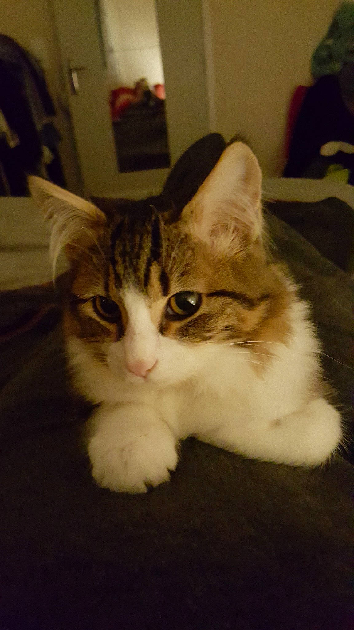 Elliot a rejoint le concours — aidez-le/la à gagner de superbes lots ! carnivore, cat, domestic_short_haired_cat, door, fawn, felidae, flooring, fur, paw, small_to_medium_sized_cats, snout, tail, terrestrial_animal, whiskers, window, wood