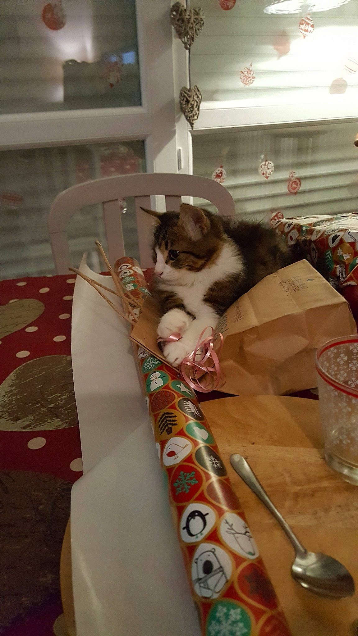 Elliot a rejoint le concours — aidez-le/la à gagner de superbes lots ! carnivore, cat, dishware, domestic_short_haired_cat, drinkware, felidae, floor, flooring, fur, interior_design, kitchen_utensil, linens, room, serveware, small_to_medium_sized_cats, table, tablecloth, tableware, whiskers, wood