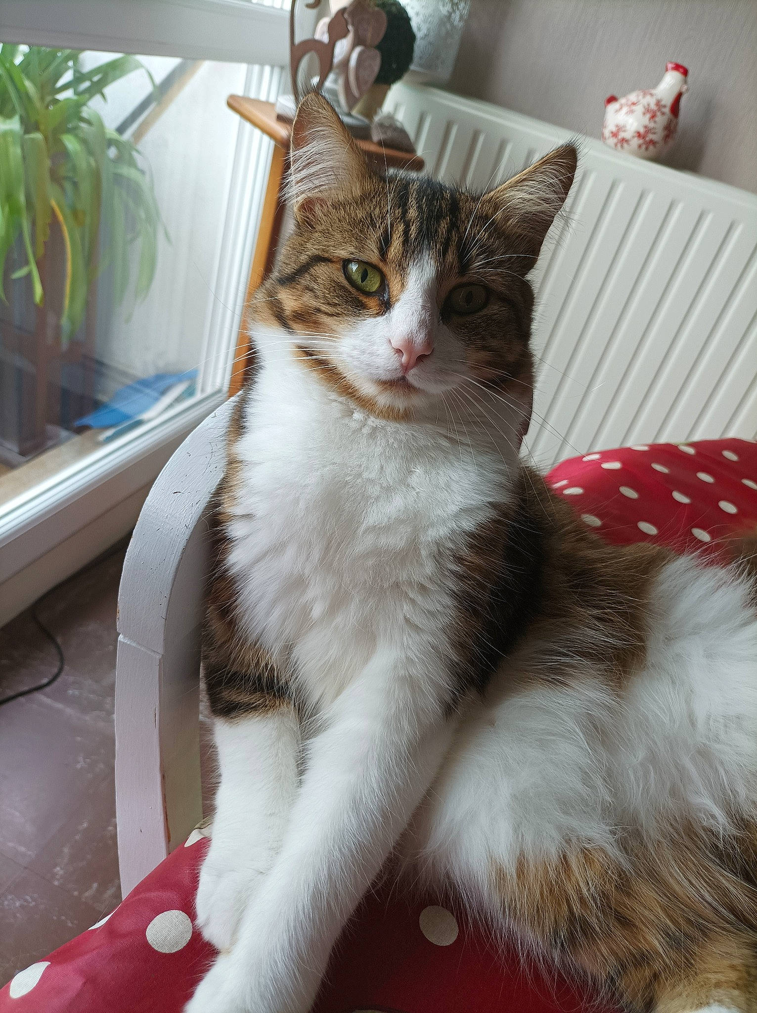 Elliot participe au concours pour gagner de l'argent avec cette photo : carnivore, cat, cat_supply, claw, comfort, domestic_short_haired_cat, door, felidae, flowerpot, fur, houseplant, paw, plant, sitting, small_to_medium_sized_cats, tail, whiskers, window