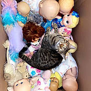 Tank joined the competition — help win amazing prizes! cat, tabby_cat, cardboard_box, dolls, stuffed_animals, toys, baby_dolls, plush_toy, mixed_toys, indoor, animal, pet, feline, curious, playful, collection, group, soft_toys, whimsical, colorful
