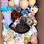 cat, tabby_cat, cardboard_box, dolls, stuffed_animals, toys, baby_dolls, plush_toy, mixed_toys, indoor, animal, pet, feline, curious, playful, collection, group, soft_toys, whimsical, colorful