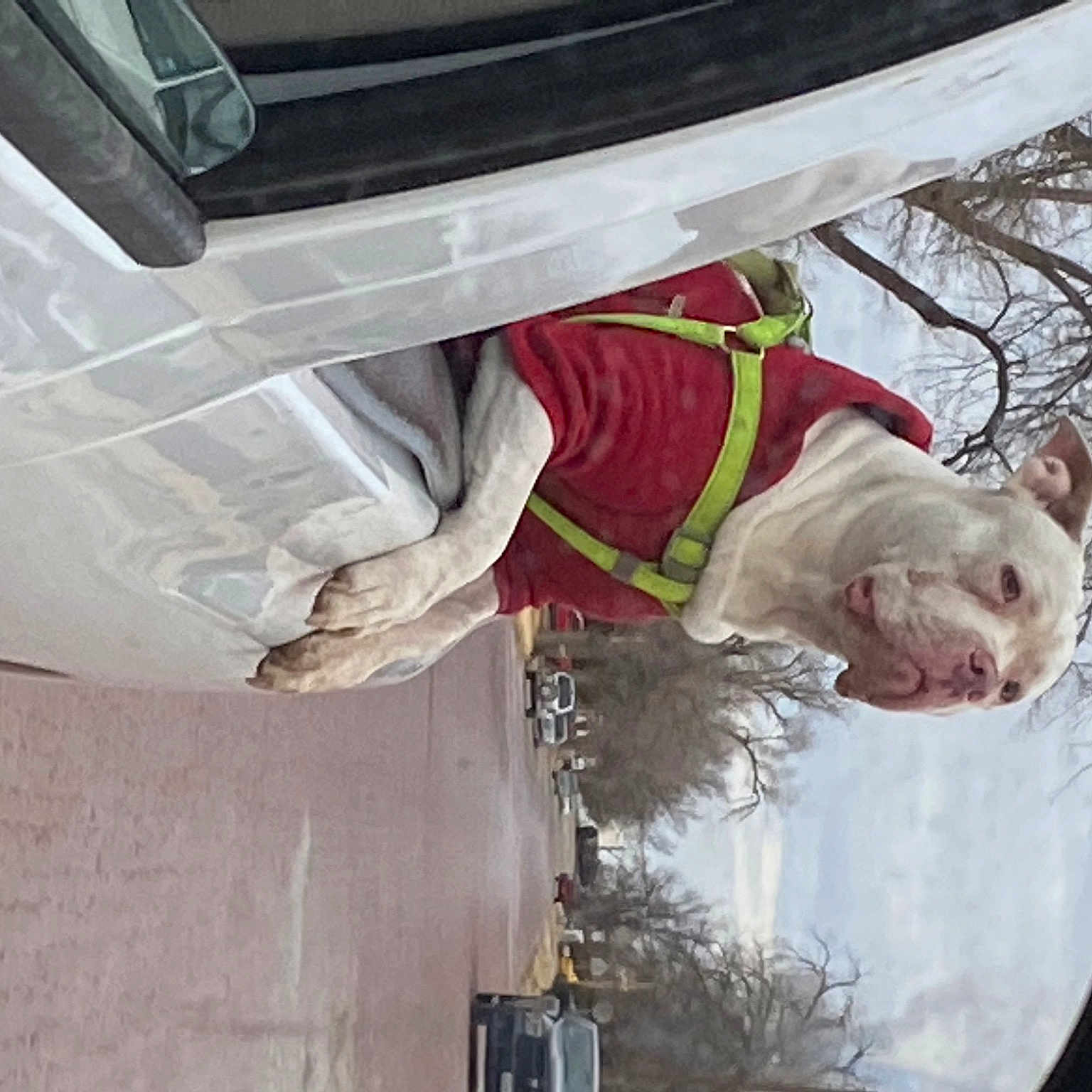 Sampson joined the competition — help win amazing prizes! auto_part, automotive_exterior, automotive_mirror, automotive_window_part, car, circle, dog, gas, glass, plant, rear_view_mirror, tree, vehicle, vehicle_door, window, windscreen_wiper, windshield, working_animal