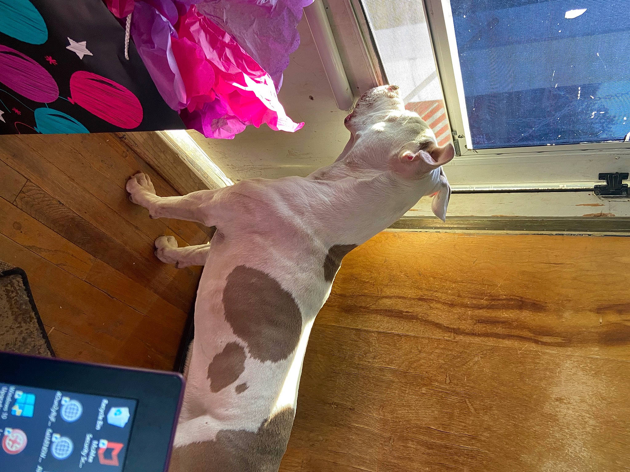 Sampson is registered to the contest to win money with this photo: art, carmine, communication_device, computer, fawn, flooring, gadget, giraffe, giraffidae, hardwood, magenta, mobile_device, mobile_phone, portable_communications_device, room, tablet_computer, tail, visual_arts, window, wood