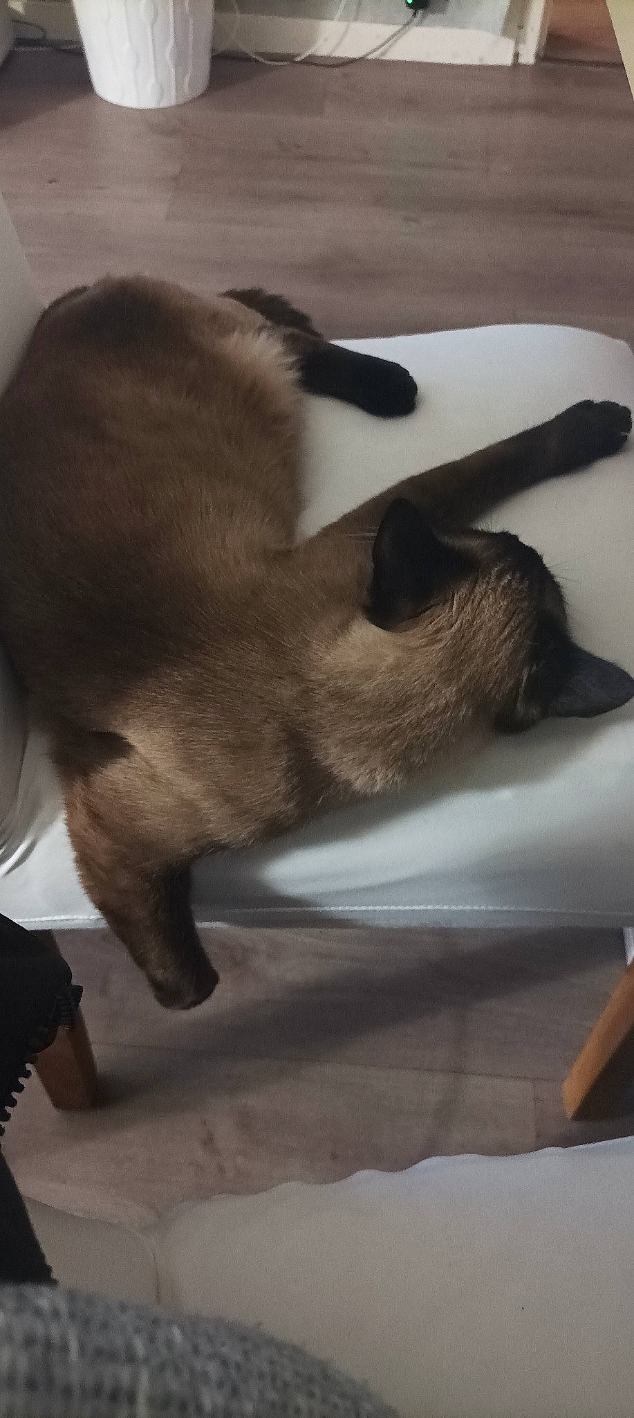 Nala participe au concours pour gagner de l'argent avec cette photo : beige, canidae, carnivore, claw, comfort, companion_dog, dog_breed, fawn, felidae, foot, fur, human_leg, linens, paw, siamese, small_to_medium_sized_cats, sporting_group, tail, wood, working_animal