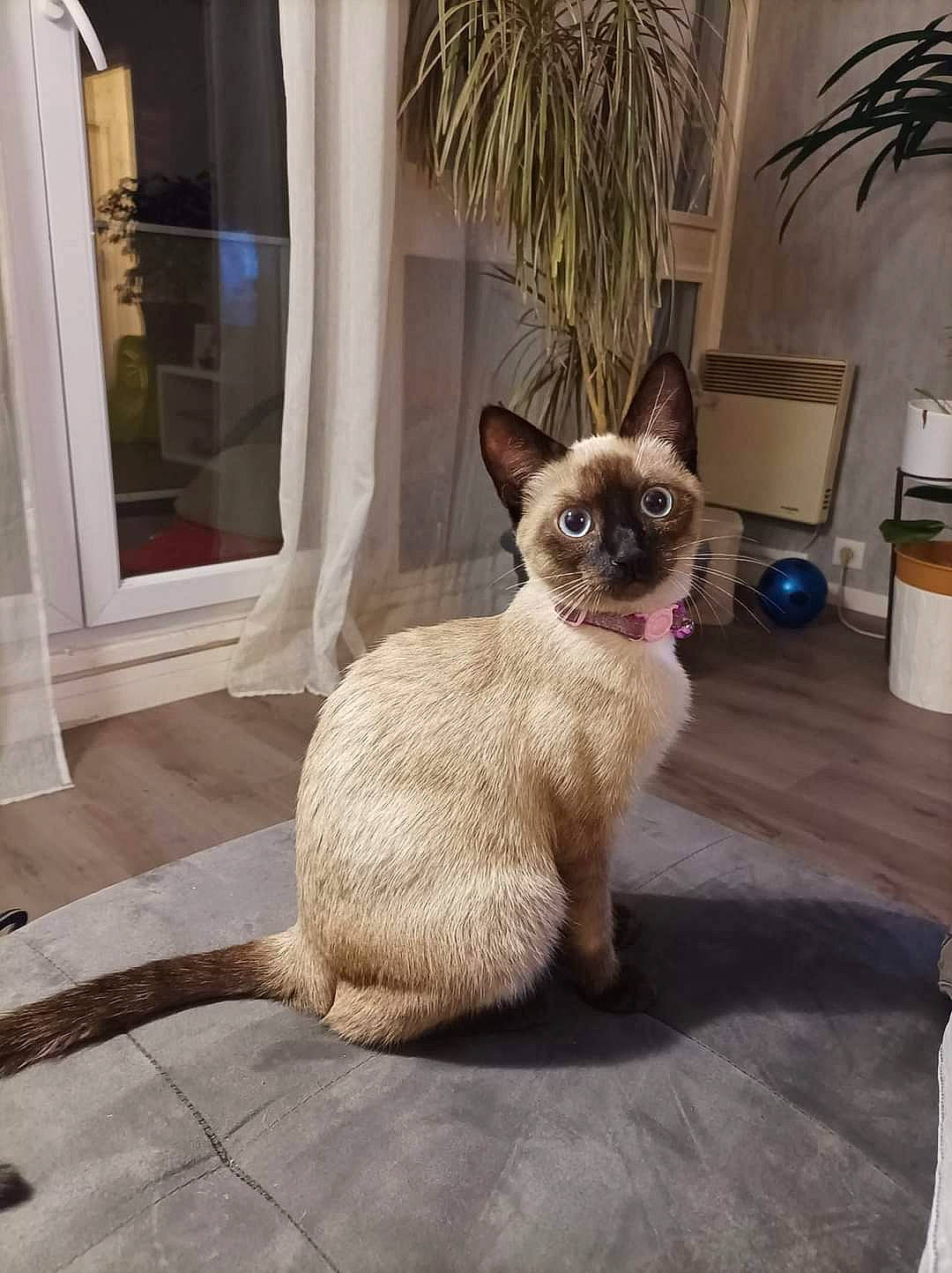 Nala participe au concours pour gagner de l'argent avec cette photo : carnivore, cat, comfort, domestic_short_haired_cat, door, fawn, felidae, flooring, flowerpot, fur, houseplant, pet_supply, plant, siamese, small_to_medium_sized_cats, snout, tail, terrestrial_animal, whiskers, window