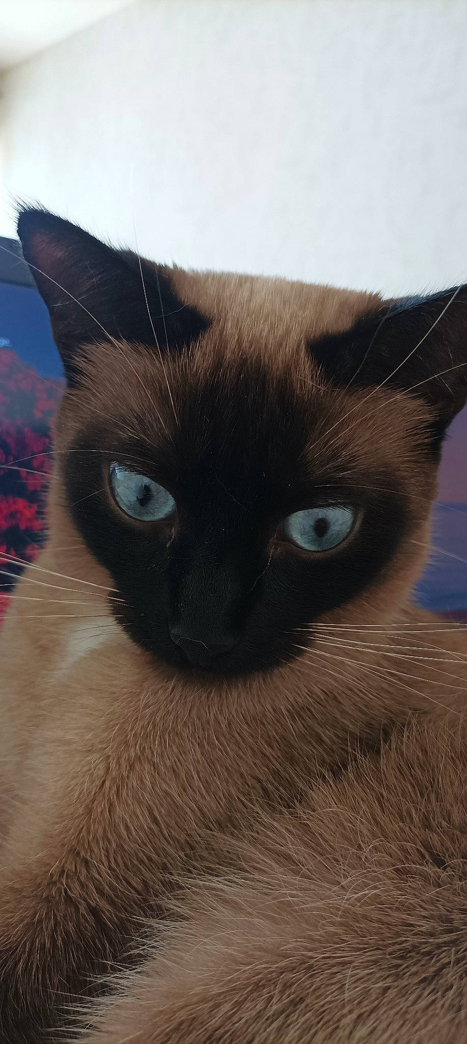 Nala participe au concours pour gagner de l'argent avec cette photo : carnivore, cat, close_up, electric_blue, felidae, fur, iris, siamese, small_to_medium_sized_cats, snout, terrestrial_animal, whiskers