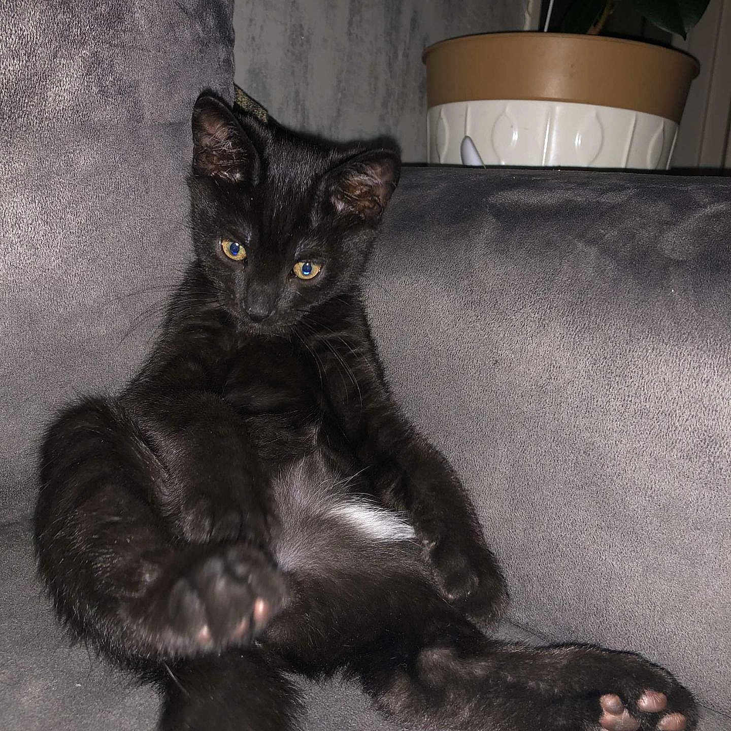 Puma participe au concours pour gagner de l'argent avec cette photo : angora, animal, blackcat, cat, chair, cookware, couch, furniture, indoors, jar, kitten, manx, pet, plant, planter, pot, pottedplant, pottery, tape, vase