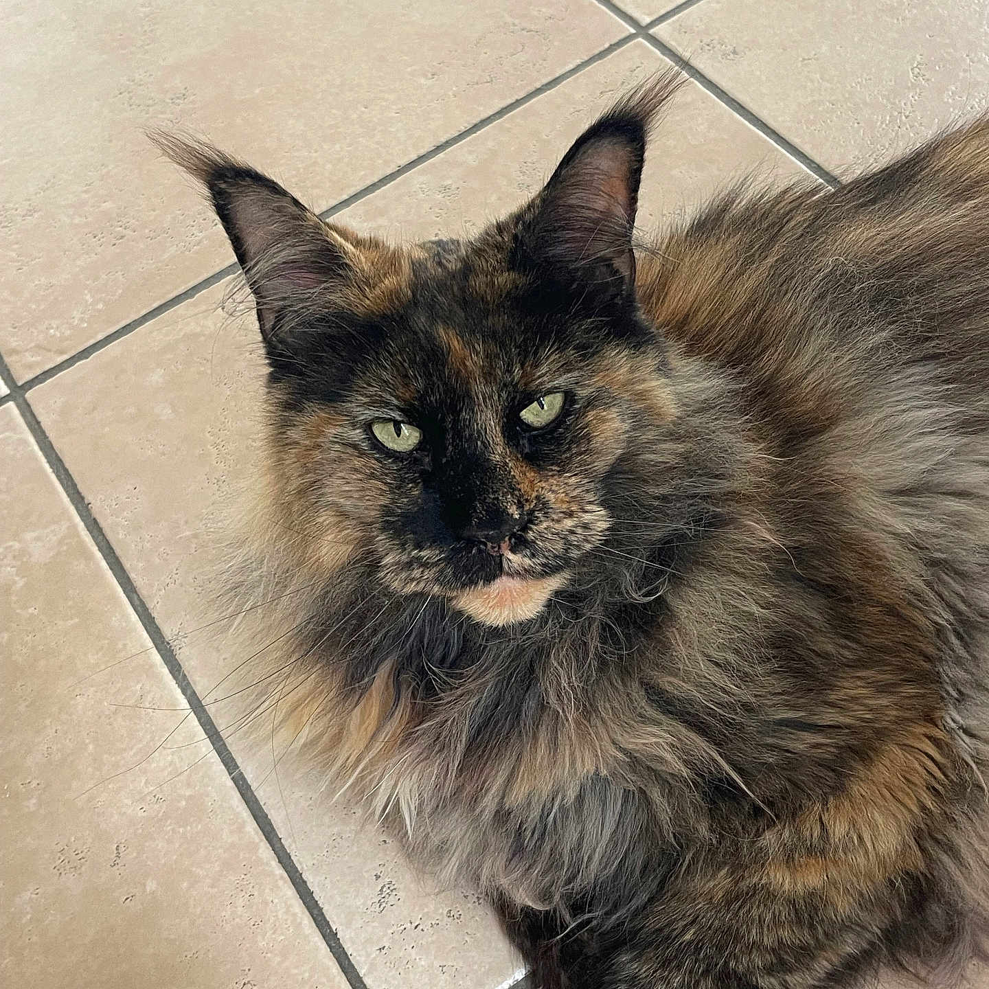 Phoxie a rejoint le concours — aidez-le/la à gagner de superbes lots ! cat, tortoiseshell, fluffy, fur, green_eyes, pet, animal, indoor, floor, tile, relaxed, laying, whiskers, ears, portrait, mammal, cute, feline, closeup, domestic_cat