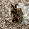 Phoxie a rejoint le concours — aidez-le/la à gagner de superbes lots ! cat, tortoiseshell, fluffy, outdoor, pebble, stone_pavement, curious, green_eyes, animal, pet, sitting, feline, fur, whiskers, ears, nature, ground, mammal, cute, alert