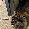 Phoxie a rejoint le concours — aidez-le/la à gagner de superbes lots ! cat, tortoiseshell, fluffy, yellow_eyes, outdoor, concrete, chair_leg, curious, pet, feline, close_up, fur, resting, animal, whiskers, ears, texture, daylight, looking_up, nature