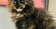 Phoxie participe au concours pour gagner de l'argent avec cette photo : cat, kitten, tortoiseshell, fluffy, fur, animal, pet, indoor, portrait, face, ears, eyes, whiskers, paws, blanket, screen, kitchen, furniture, cozy, domestic