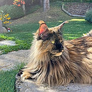 Phoxie participe au concours pour gagner de l'argent avec cette photo : cat, long_hair, outdoor, garden, sunlight, stone, greenery, flower, nature, animal, pet, feline, relaxed, fur, ears, whiskers, grass, daylight, mammal, closeup