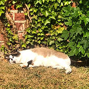 Nala a rejoint le concours — aidez-le/la à gagner de superbes lots ! animal, brick_wall, cat, daytime, fur, garden, grass, greenery, ivy, lazy, leaf, mammal, nature, outdoor, peaceful, pet, relaxing, resting, sleeping, sunlight