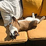 animal, blue_eyes, cat, comfort, couch, cozy, cute, feline, fur, home, indoor, lazy, pet, pillow, relaxed, resting, sunlight, upside_down, whiskers, yellow_cushions