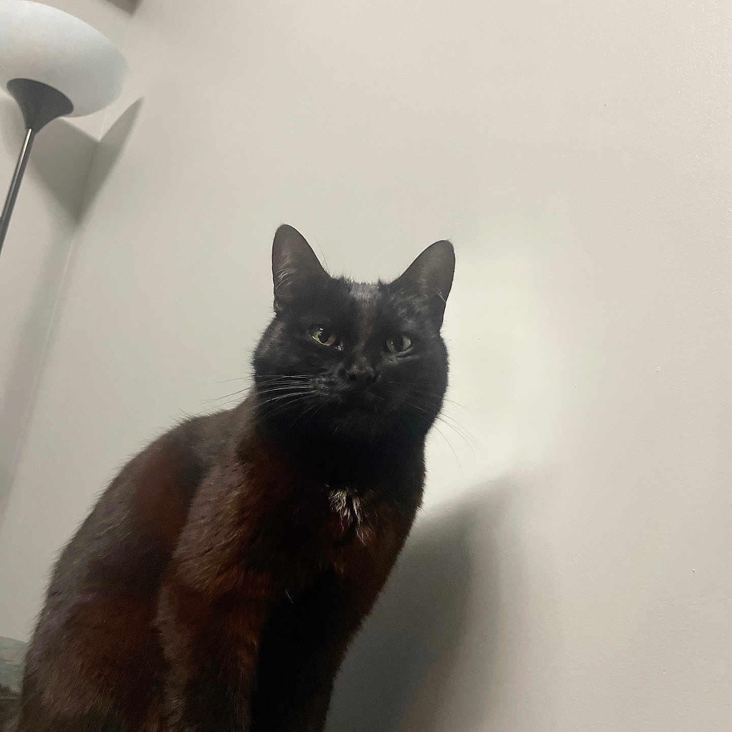 Réglisse a rejoint le concours — aidez-le/la à gagner de superbes lots ! abyssinian, animal, blackcat, cat, egyptiancat, lamp, manx, pet, siamese