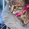 Chipie participe au concours pour gagner de l'argent avec cette photo : kitten, cat, pet, fluffy, collar, pink_collar, fur, bed, soft_bed, indoor, animal, cute, close_up, young_cat, curious, feline, domestic_cat, resting, portrait, adorable
