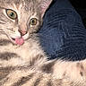 Chipie a rejoint le concours — aidez-le/la à gagner de superbes lots ! kitten, cat, tongue_out, close_up, gray_tabby, yellow_eyes, fur, whiskers, pet, cute, playful, animal, domestic_cat, texture, blanket, indoor, soft, young_cat, mammal, feline