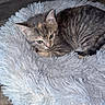 kitten, cat, tabby, pet_bed, fluffy, shaggy, floor, wooden_floor, indoor, resting, curious, animal, fur, small_pet, cute, cozy, domestic_cat, young_cat, feline, sleeping_area