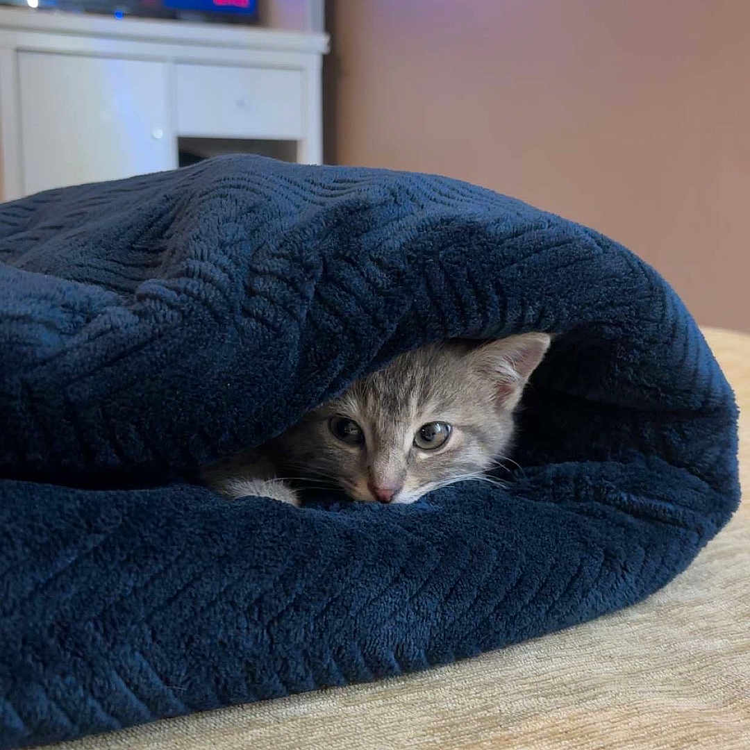 Chipie participe au concours pour gagner de l'argent avec cette photo : kitten, cat, blanket, blue_blanket, indoor, bed, furniture, television, tv_screen, orange_wings, curious, cozy, resting, animal, pet, soft_texture, warm_colors, home, cute, peeking