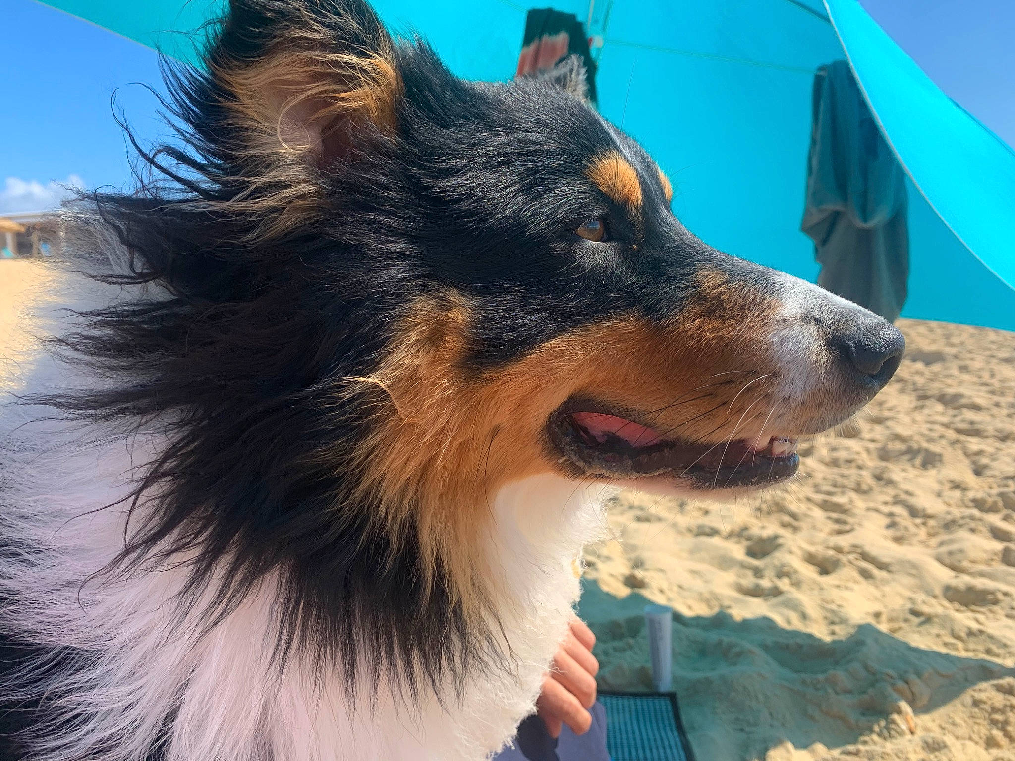 Tao a rejoint le concours — aidez-le/la à gagner de superbes lots ! beach, blue, canidae, carnivore, collie, companion_dog, dog, dog_breed, electric_blue, fawn, fur, landscape, rough_collie, scotch_collie, shetland_sheepdog, sky, snout, sporting_group, whiskers, working_dog