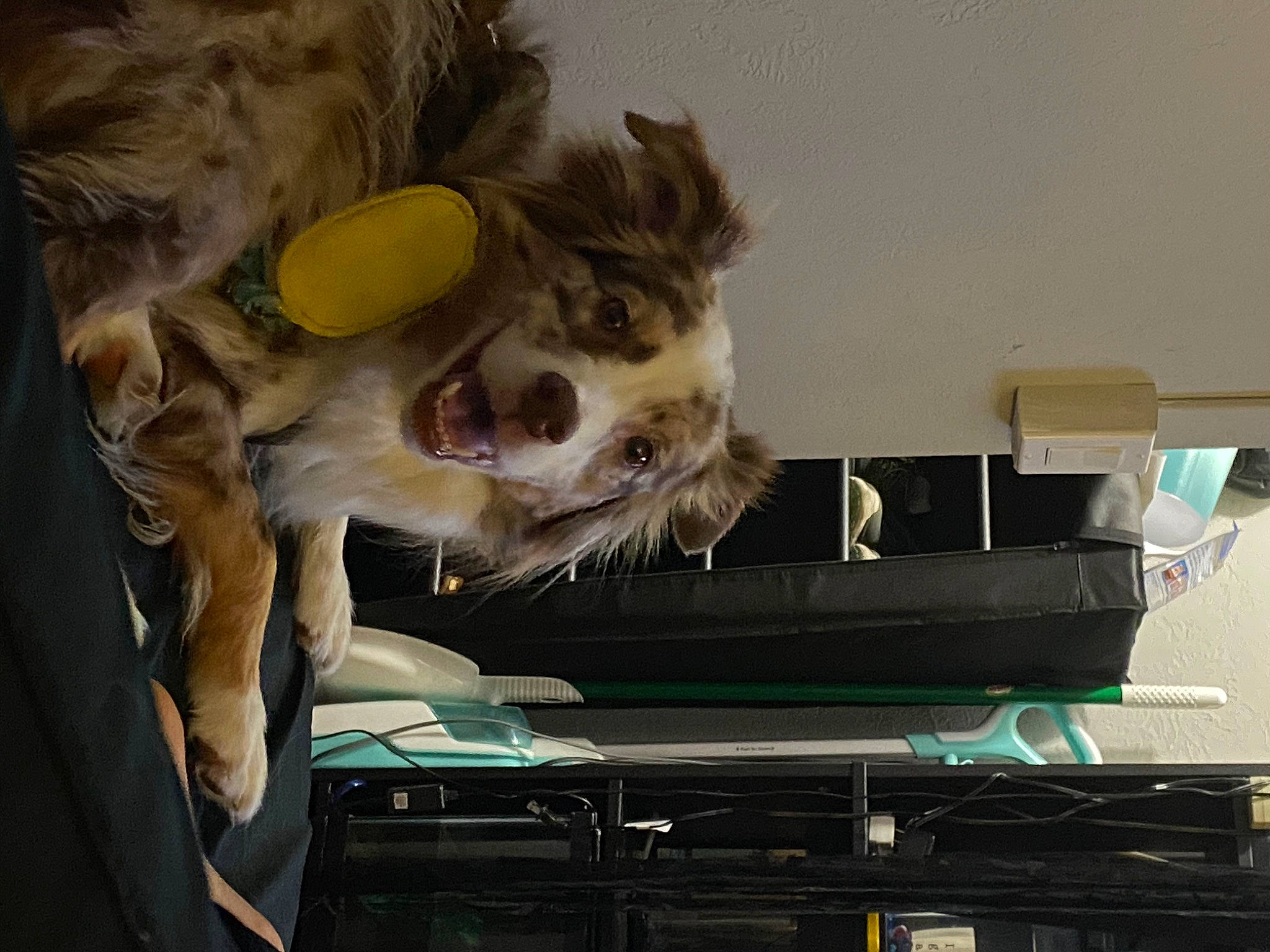 Dex joined the competition — help win amazing prizes! border_collie, canidae, carnivore, companion_dog, dog, dog_breed, dog_supply, fur, pet_supply, snout, sporting_group, tongue, vertebrate, whiskers, working_animal, working_dog