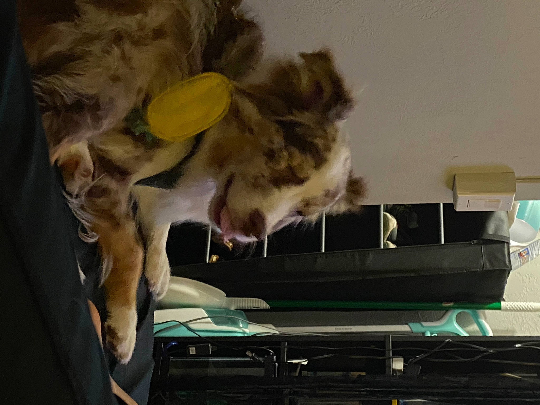 Dex is registered to the contest to win money with this photo: canidae, carnivore, dog, dog_breed, fang, fur, snout, sporting_group, terrestrial_animal, tongue, vertebrate, whiskers, working_animal