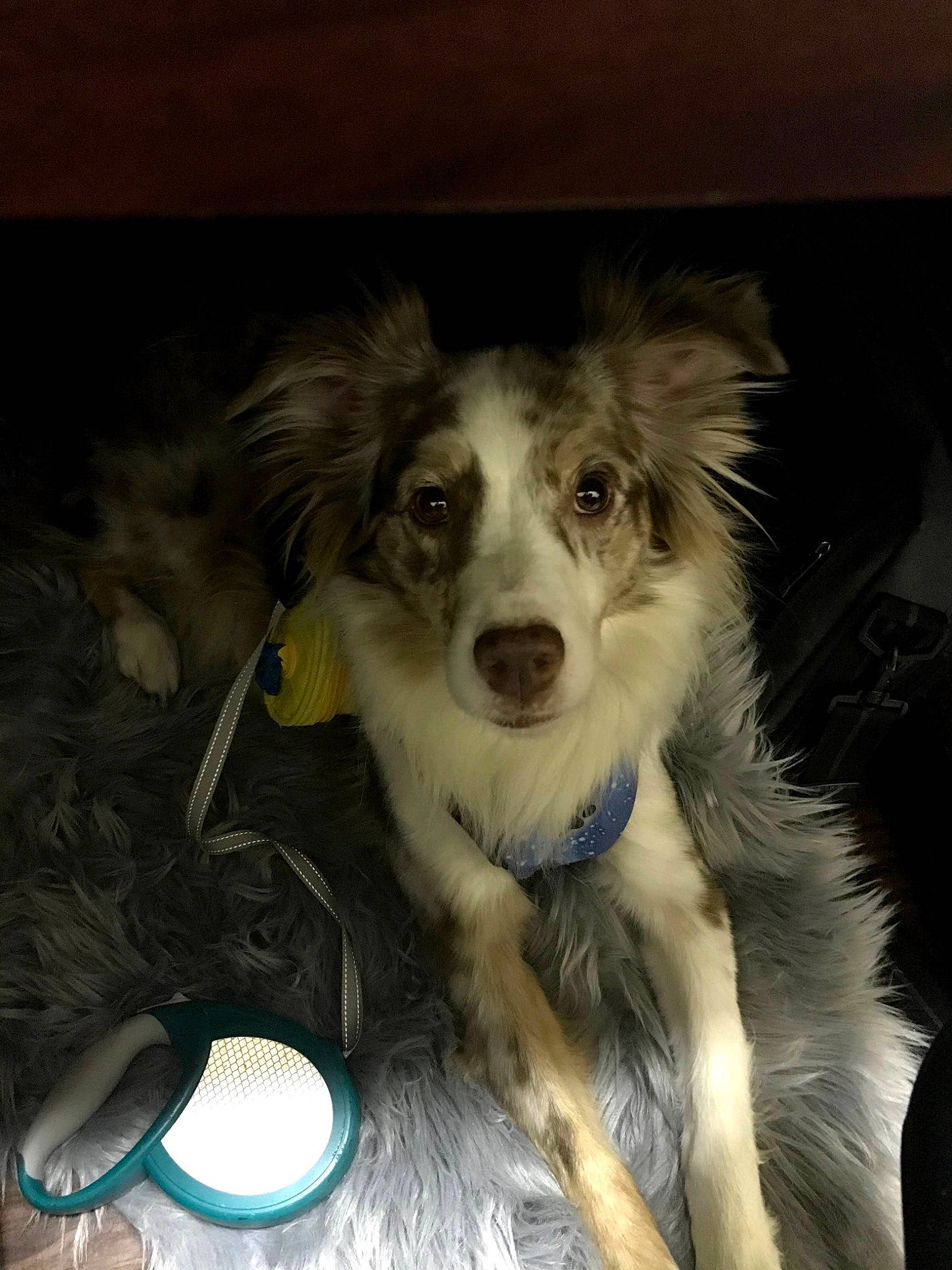 Dex joined the competition — help win amazing prizes! australian_collie, australian_shepherd, basque_shepherd_dog, border_collie, canidae, carnivore, companion_dog, dog, dog_breed, mammal, miniature_australian_shepherd, puppy, rare_breed_dog, small_greek_domestic_dog, snout, sporting_group, welsh_sheepdog, working_dog