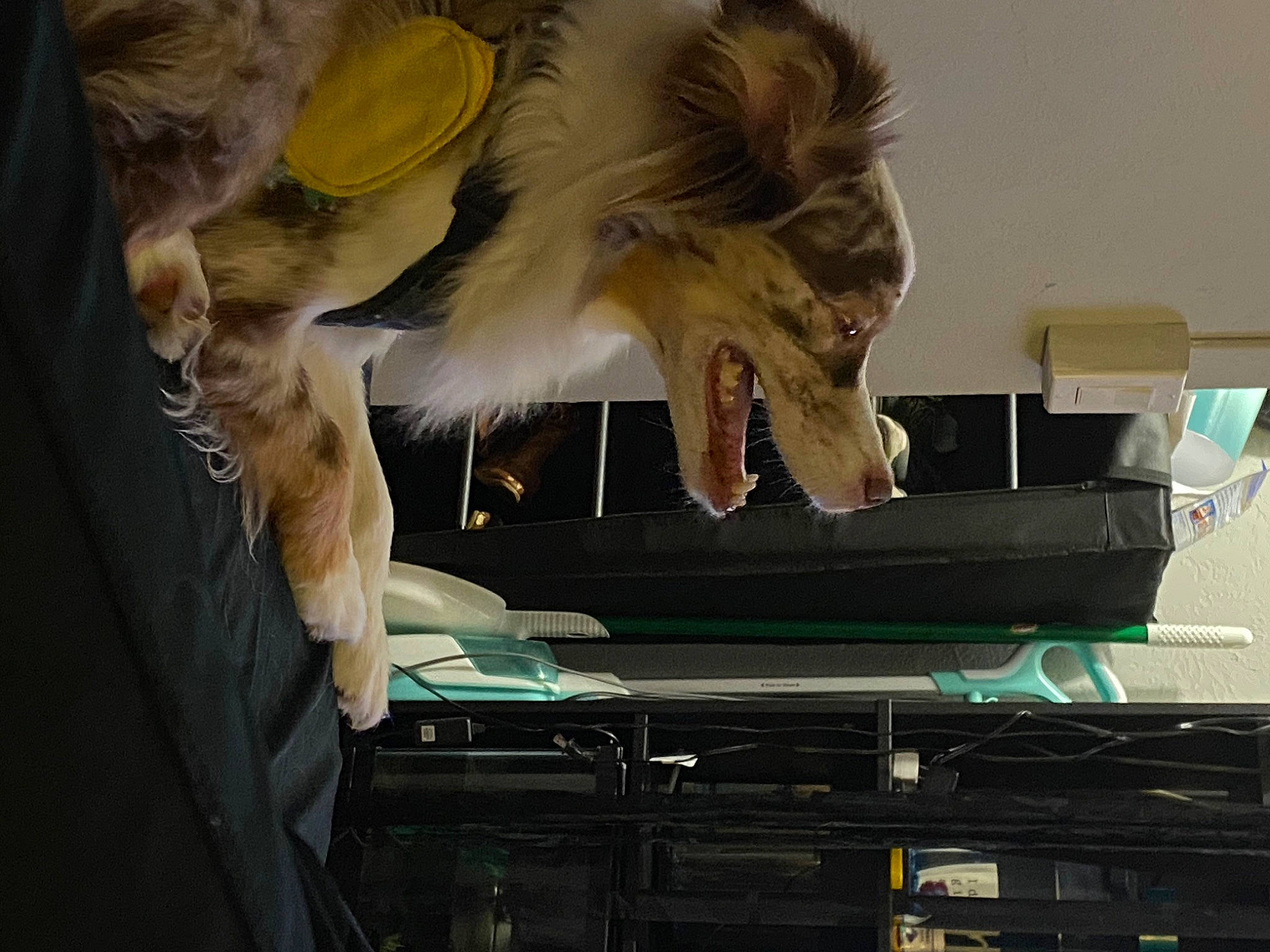 Dex is registered to the contest to win money with this photo: animal_product, fur, natural_material, tooth