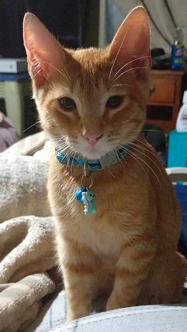 Kevin