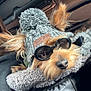 dog, small_dog, sunglasses, hat, knit_hat, pom_pom, cozy, blanket, car_interior, fur, pet, cute, relaxed, accessory, winter_wear, animal, companion, portrait, warm, travel