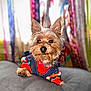 dog, small_dog, yorkshire_terrier, sweater, clothing, pet, animal, cute, fluffy, indoor, cozy, colorful, furniture, soft, portrait, looking_away, paw, fur, eyes, resting