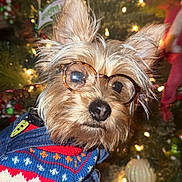 Rupert is registered to the contest to win money with this photo: dog, glasses, sweater, christmas_tree, holiday, lights, ornaments, festive, pet, cute, small_dog, portrait, indoors, decorations, hand, fur, face, eyewear, winter_clothing, celebration