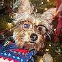 dog, glasses, sweater, christmas_tree, holiday, lights, ornaments, festive, pet, cute, small_dog, portrait, indoors, decorations, hand, fur, face, eyewear, winter_clothing, celebration