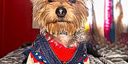 Rupert is registered to the contest to win money with this photo: dog, small_dog, yorkshire_terrier, pet, animal, clothing, sweater, denim_overalls, bed, blanket, indoor, portrait, fur, ears, eyes, cute, fashion, colorful, cozy, home