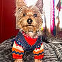 dog, small_dog, yorkshire_terrier, pet, animal, clothing, sweater, denim_overalls, bed, blanket, indoor, portrait, fur, ears, eyes, cute, fashion, colorful, cozy, home