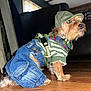 dog, small_dog, clothing, denim_shorts, striped_sweater, cap, indoor, wooden_floor, pet, cute, fashion, animal, sitting, flash_photography, fur, collar, furniture, window, casual, portrait