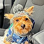 dog, pet, hat, clothing, car_seat, small_dog, puppy, knitted_hat, blue_jacket, fur, ears, cute, portrait, indoors, animal, cozy, warm_clothing, sitting, close_up, adorable