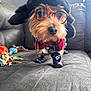 accessory, animal, boots, closeup, couch, cozy, cute, dog, fashion, fur, glasses, hat, indoor, living_room, pet, plaid_shirt, playful, portrait, small_dog, toy
