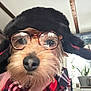 accessory, casual, closeup, cozy, cute, dog, domestic, face, fur, furniture, glasses, hand, hat, indoor, pet, plaid_shirt, plant, portrait, reflection, window