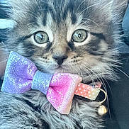 Mila joined the competition — help win amazing prizes! carnivore, cat, cat_supply, cat_toy, claw, close_up, domestic_short_haired_cat, fang, felidae, fur, gesture, jaw, nose, paw, photo_caption, small_to_medium_sized_cats, snout, tail, vertebrate, whiskers