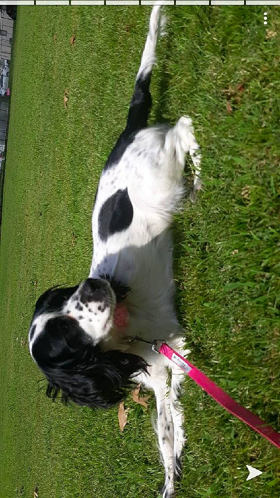 Willow joined the competition — help win amazing prizes! canidae, carnivore, collar, companion_dog, dog, dog_breed, dog_collar, dog_sports, fur, grass, herding_dog, hunting_dog, mcnab, non_sporting_group, plant, sighthound, sporting_group, tail, working_animal, working_dog