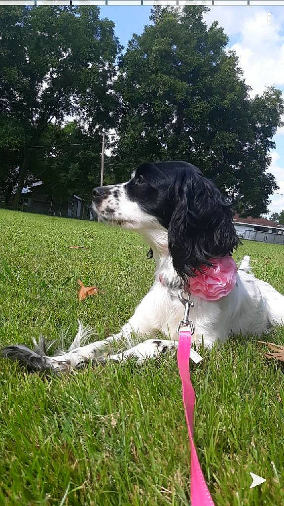 Willow joined the competition — help win amazing prizes! carnivore, cloud, collar, companion_dog, dog, dog_breed, dog_collar, grass, gun_dog, mammal, plant, pointing_breed, recreation, sky, snout, spaniel, sporting_group, tail, tree, vertebrate