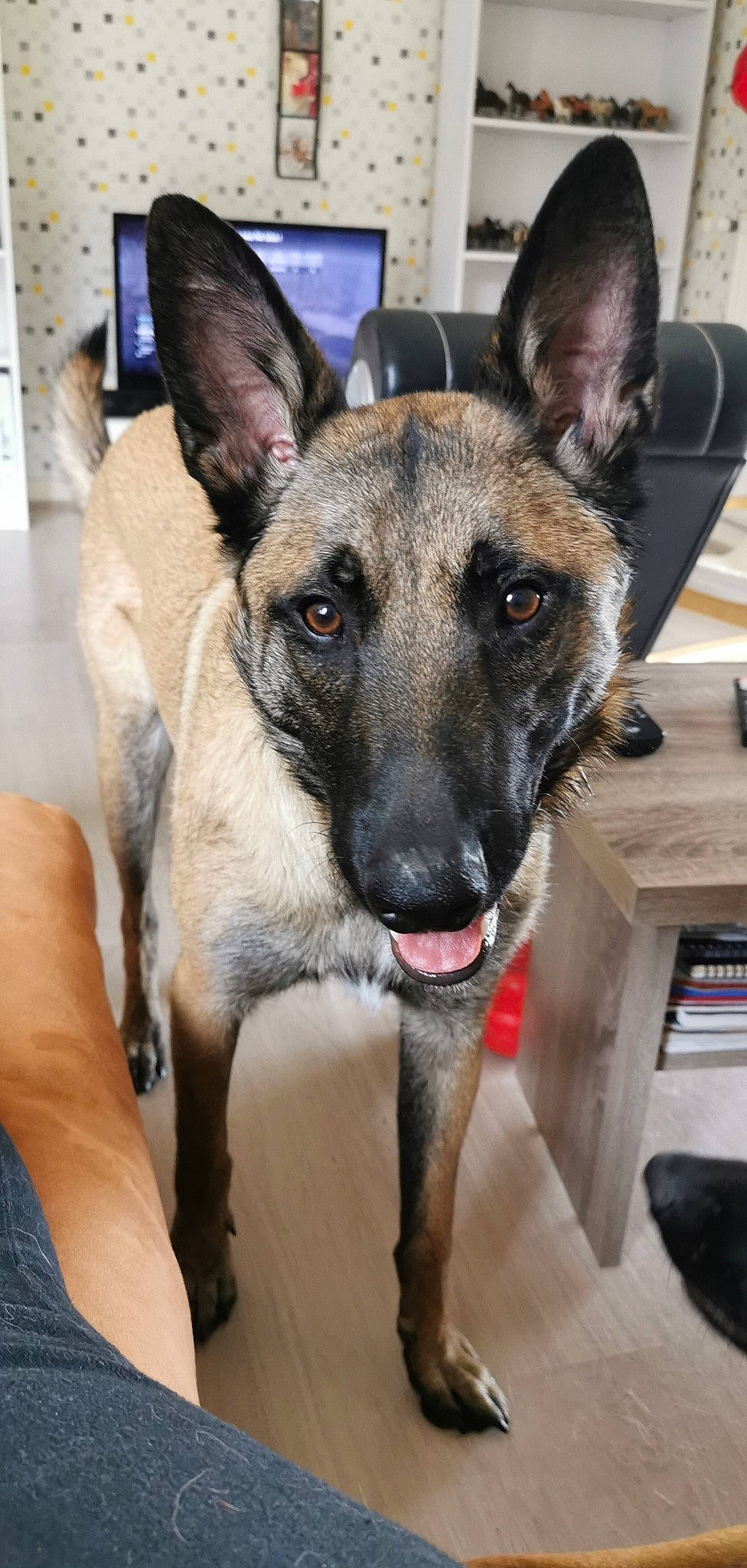 Tyson participe au concours pour gagner de l'argent avec cette photo : belgian_shepherd, belgian_shepherd_malinois, canidae, carnivore, dog, dog_breed, dutch_shepherd_dog, ear, fawn, formosan_mountain_dog, german_shepherd_dog, king_shepherd, kunming_wolfdog, mammal, police_dog, rare_breed_dog, snout, vertebrate