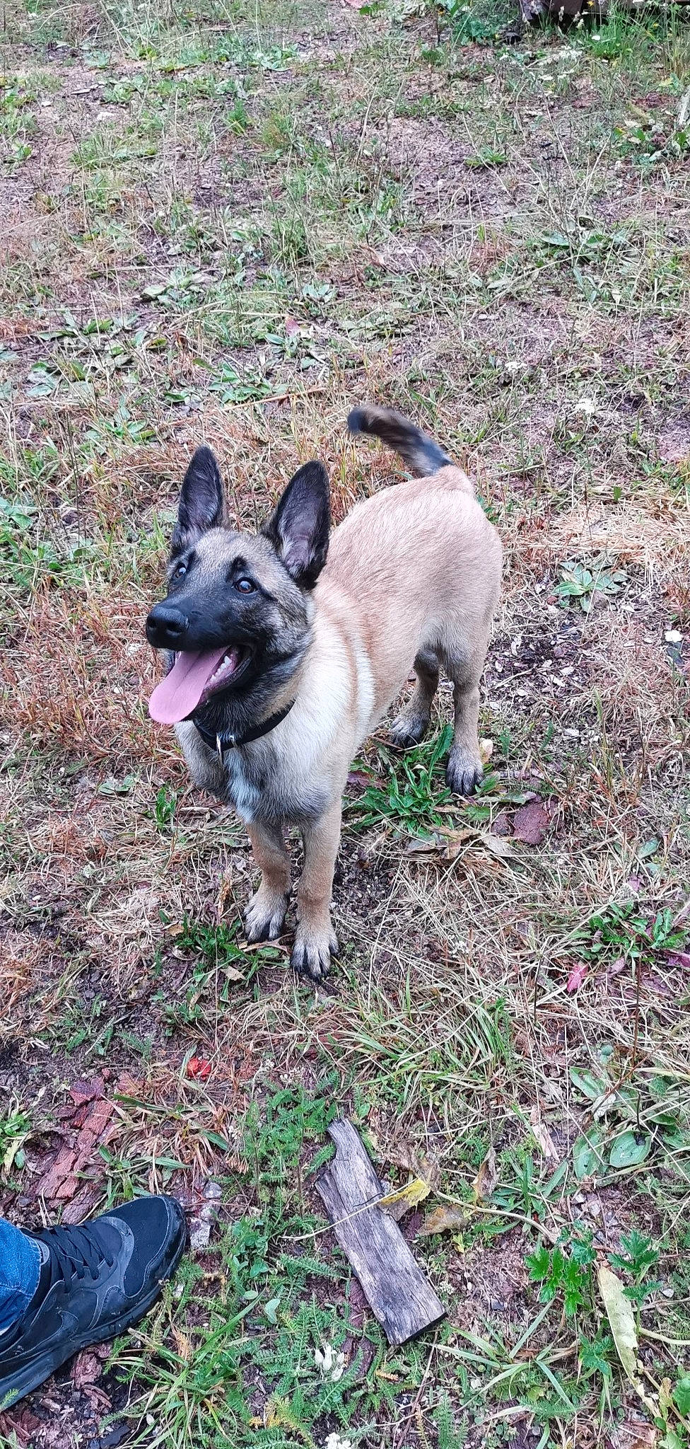 Tyson a rejoint le concours — aidez-le/la à gagner de superbes lots ! belgian_shepherd_malinois, canidae, carnivore, dog, dog_breed, fawn, german_shepherd_dog, mammal, norwegian_elkhound, rare_breed_dog, vertebrate