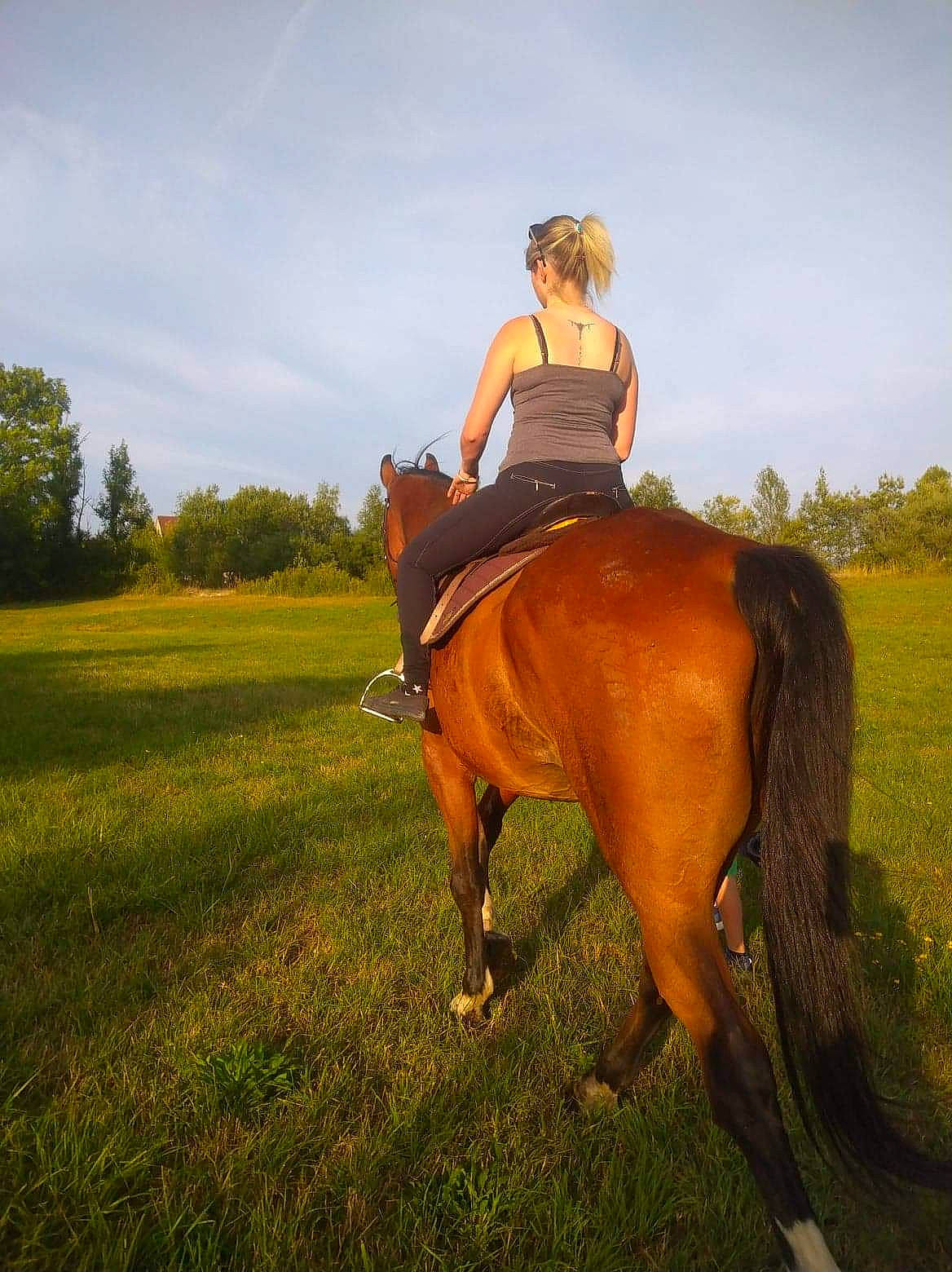 Hansel participe au concours pour gagner de l'argent avec cette photo : animal_sports, bridle, equestrian_sport, equestrianism, grassland, halter, horse, horse_supplies, horse_tack, mammal, mane, mare, mustang_horse, pasture, recreation, rein, saddle, stallion, trail_riding, vertebrate