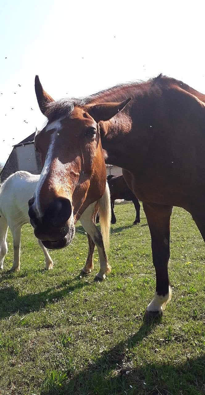 Hansel participe au concours pour gagner de l'argent avec cette photo : bovine, cow_goat_family, dairy_cow, farm, grass, grassland, grazing, herd, horn, landscape, livestock, mammal, meadow, pasture, plant, rural_area, snout, terrestrial_animal, vertebrate, wildlife