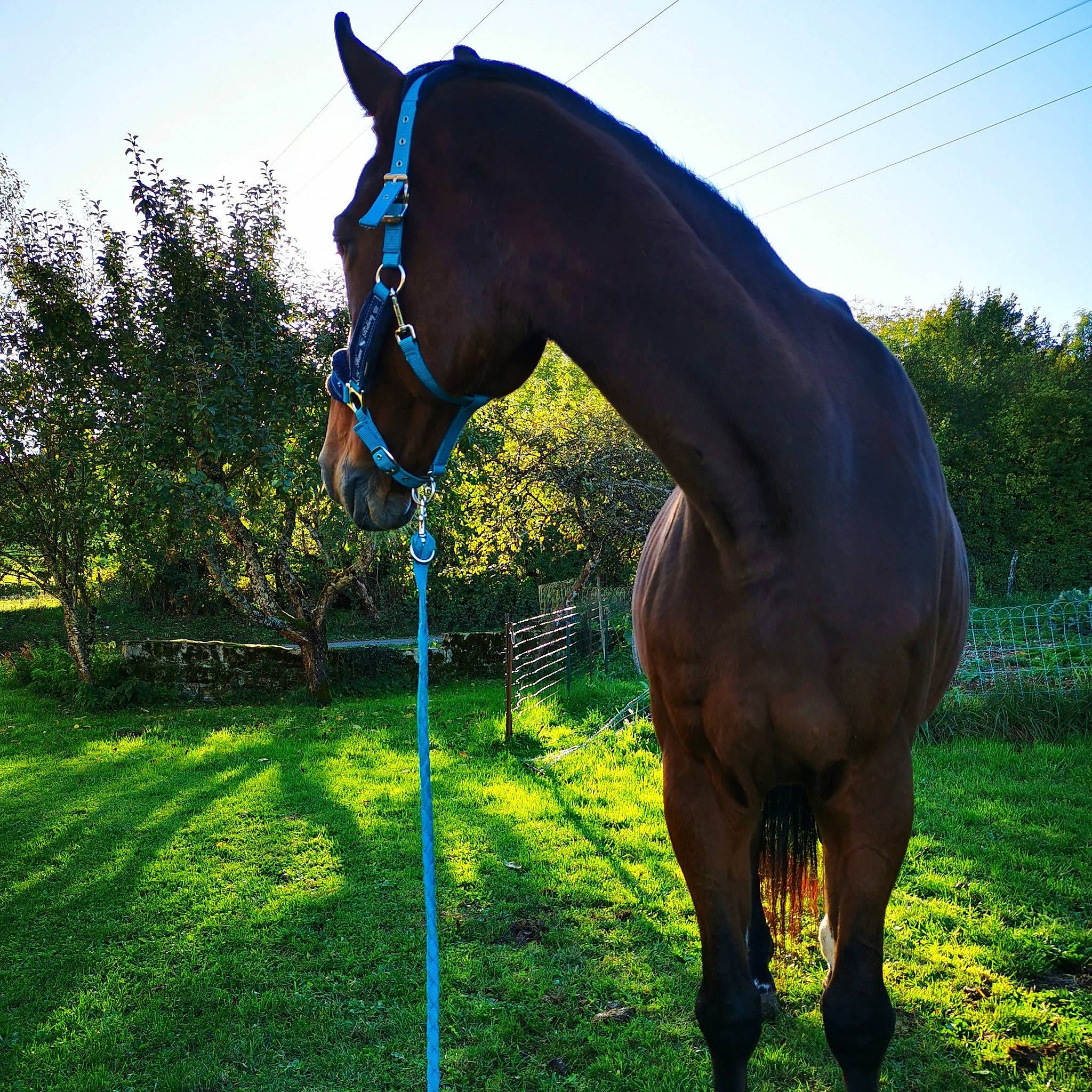 Hansel participe au concours pour gagner de l'argent avec cette photo : bit, bridle, grassland, halter, horse, horse_supplies, horse_tack, mammal, mane, mare, mustang_horse, pack_animal, pasture, rein, snout, sorrel, stallion, vertebrate