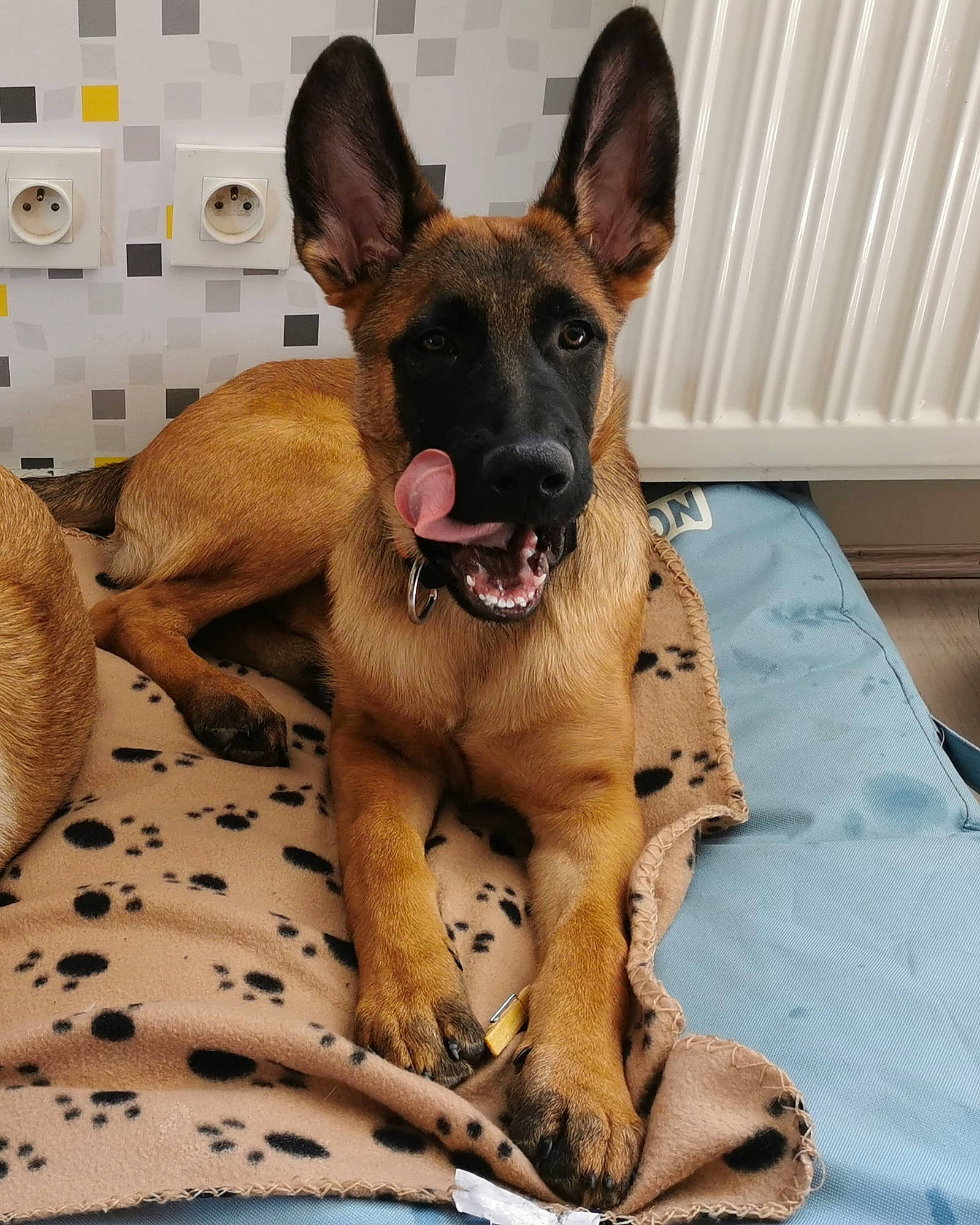 Pep'S participe au concours pour gagner de l'argent avec cette photo : belgian_shepherd, belgian_shepherd_malinois, canidae, carnivore, dog, dog_breed, ear, fawn, german_shepherd_dog, great_dane, mammal, police_dog, rare_breed_dog, snout, vertebrate